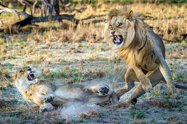 Botswana Gomoti Tented Camp lion and lioness mid-air fighting © Dana Allen