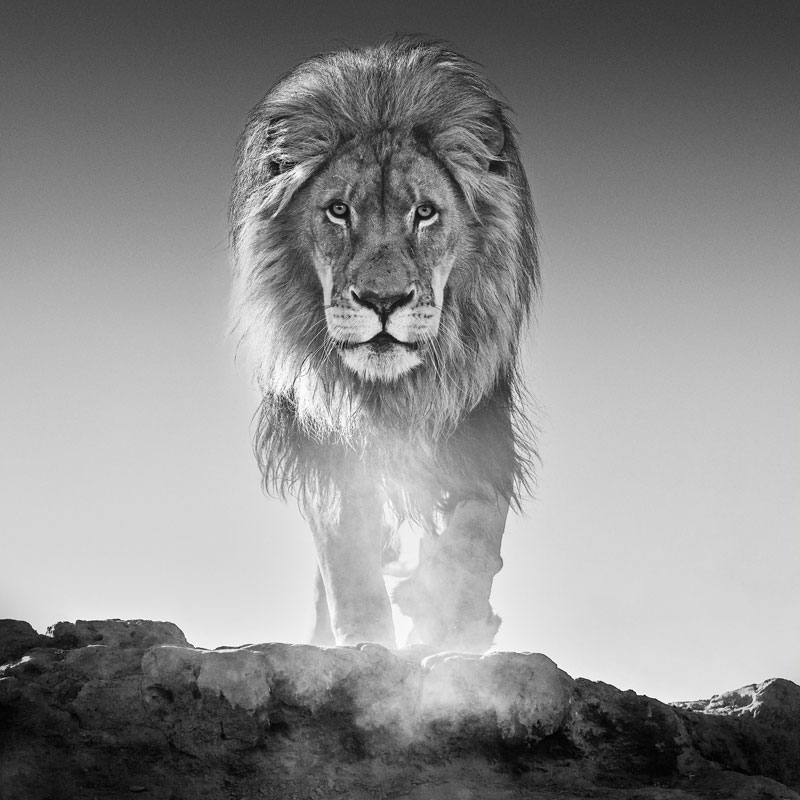 'The Old Testament' lion black and white print David Yarrow gifts for Africa