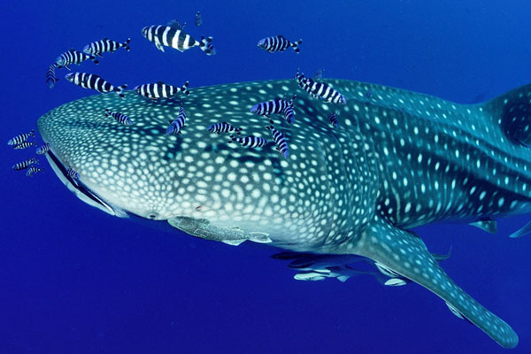 Boat trips to snorkel with the magnificent whale shark at COMO Maalifushi, Maldives