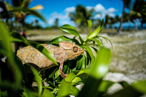 beaches with adventure like spotting chameleons at Miavana, Madagascar, Time+Tide Africa