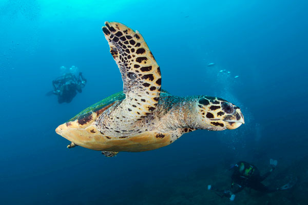 beaches with adventure diving with hawskbill turtles at Rocktail Beach
