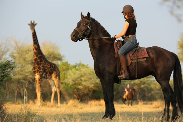 Riding with giraffe at Ant's Nest, South Africa