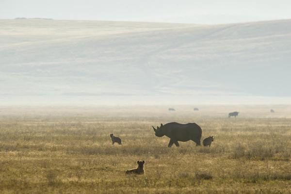 Entamanu Ngorongoro rhino