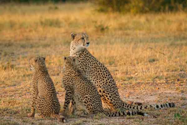 Cheetah family at Londolozi, South Africa