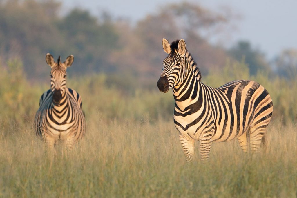 Qorokwe Camp zebras