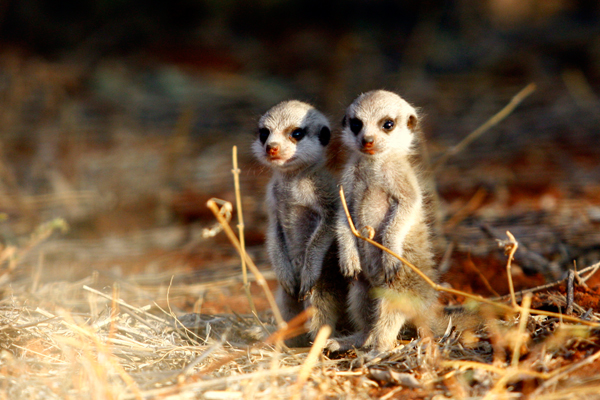 The whimsical meerkats at Tswalu