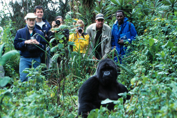 Gorilla trekking group with trackers in Rwanda, Volcanoes Safaris
