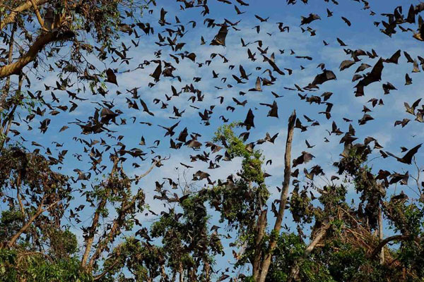 Bats in Kasanka National Park, Zambia, Robin Pope Safaris