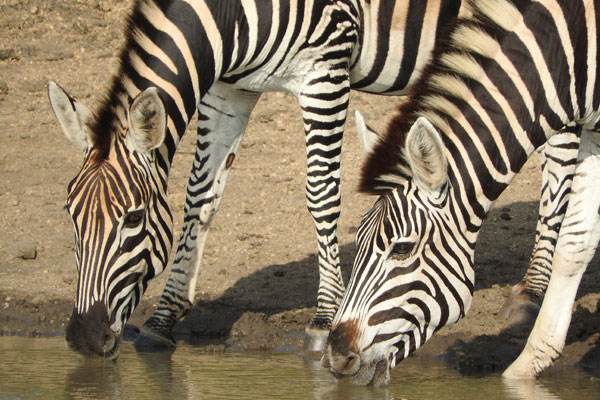 zebras drinking