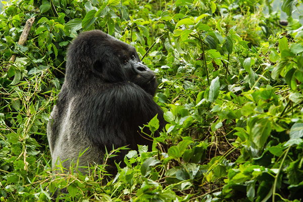 Mountain gorilla, Volcanoes National Park, Bisate Lodge, Rwanda