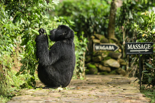 Mountain gorilla, Bwindi Lodge, Bwindi, Uganda