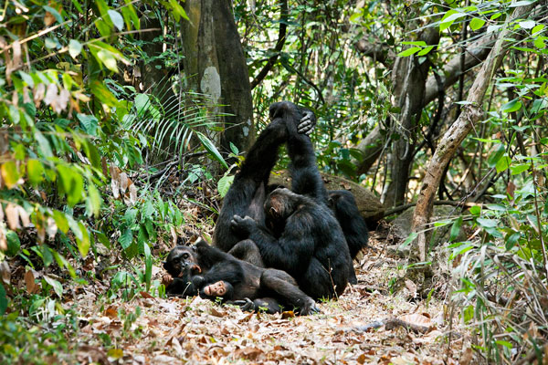 Chimpanzee family, Greystoke Mahale, western Tanzania
