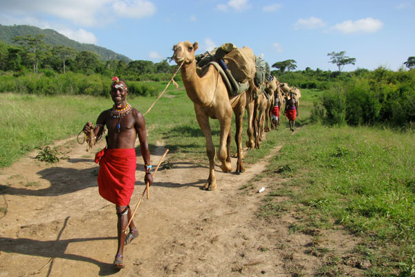 Camel assisted walking safaris, Karisia Safairs, Laikipia, Kenya