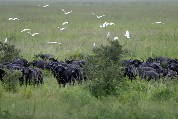Buffalo in Chada Katavi