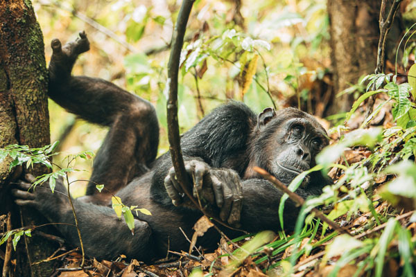 Chimpanzee action in the Mahale Mountains