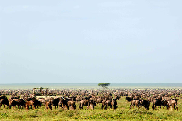 In the heart of the wildebeest migration at Serengeti Safari Camp