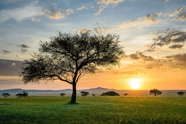 Stunning Serengeti sunset