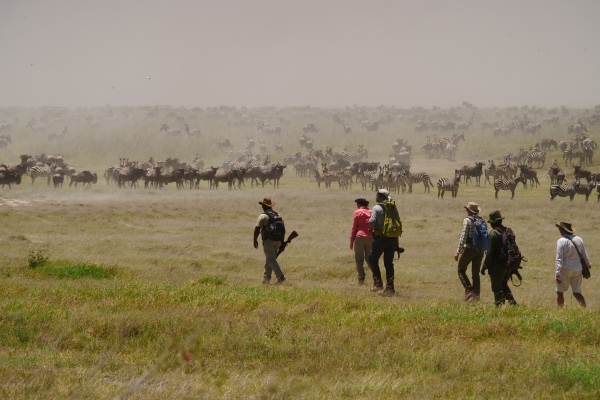 Walking with the annual wildebeest migration, Serengeti National Park