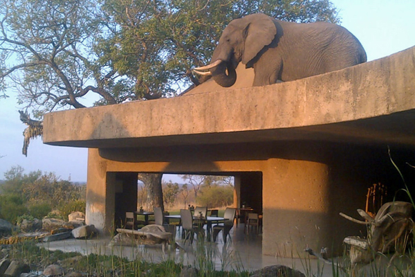 Elephant on the roof SabiSabi Reserve, South Africa
