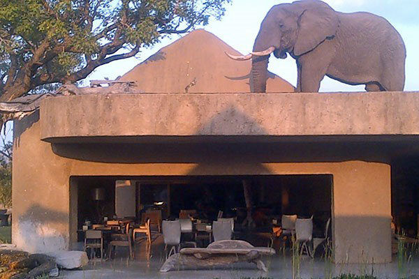 Elephant on the roof Sabi Sabi Earth, Kruger National Park, South Africa