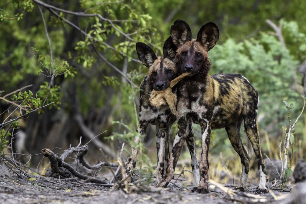 telegraph travel awards vote and win a botswana safari to see wild dogs
