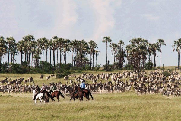 The great zebra migration, Botswana