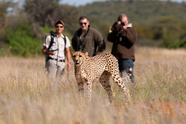 safari experts on Cheetah tracking, Okonjima, Namibia