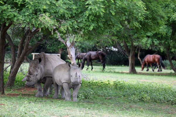 Rhino and horses at Ant's Nest, Waterberg, South Africa