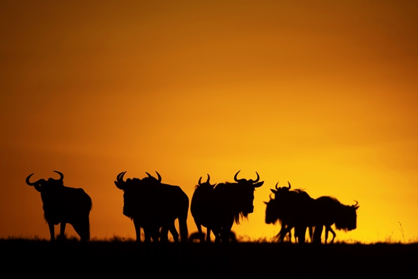 wildebeest at sunset silhouette wildebeest migration blog