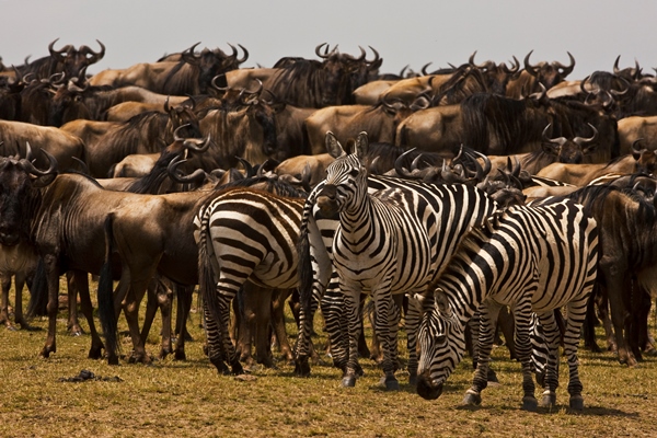 herd of wildebeest with zebra - wildebeest migration blog