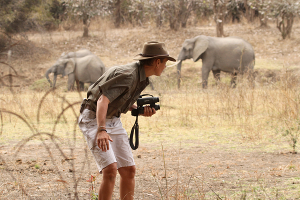 Surefoot Safaris - elephants on safari new safari camp openings