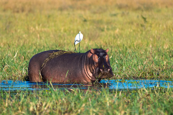Kuthengo Camp, hippo and stork new safari camp openings