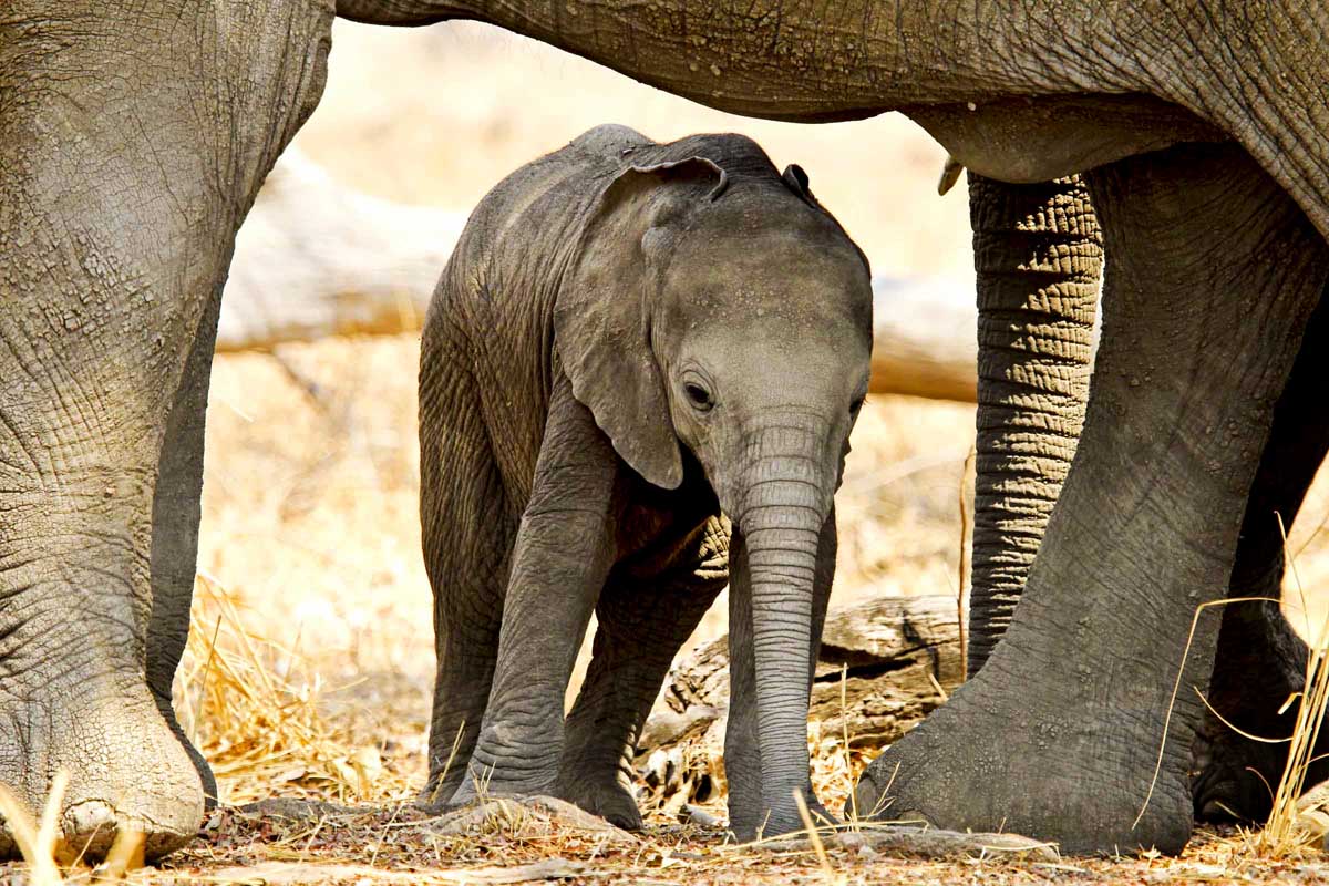 Mapazi baby elephant under mother elephant