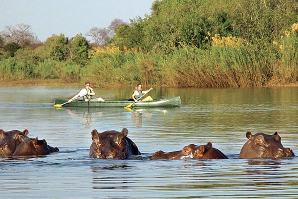 Canoeing with hippos on the River Zambezi, Sindabezi Island