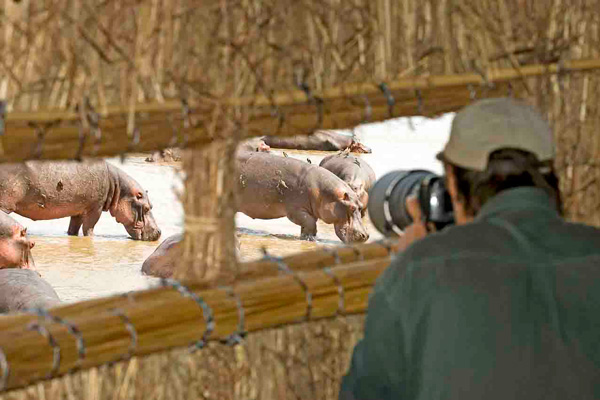Photograph and watch hippos in the hide at Kaingo family safari experiences 