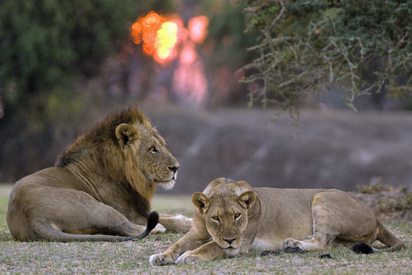 Lions in the South Luangwa, Tena Tena - luxury zambia safari