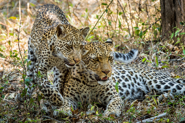 Leopards in the South Luangwa, Tena Tena luxury Zambia safari