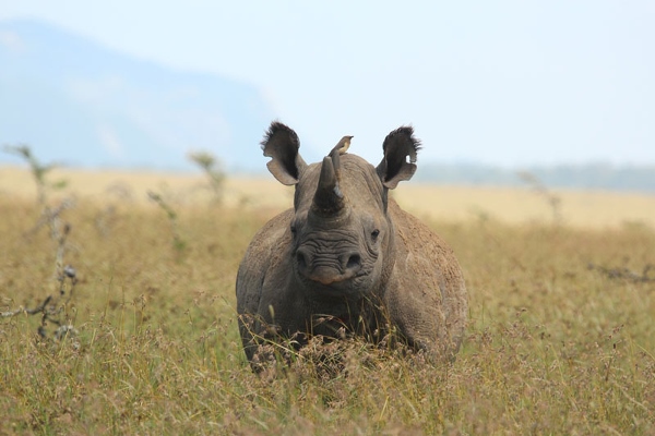 Black rhino Borana, Laikipa Kenya, Kenya and Zanzibar