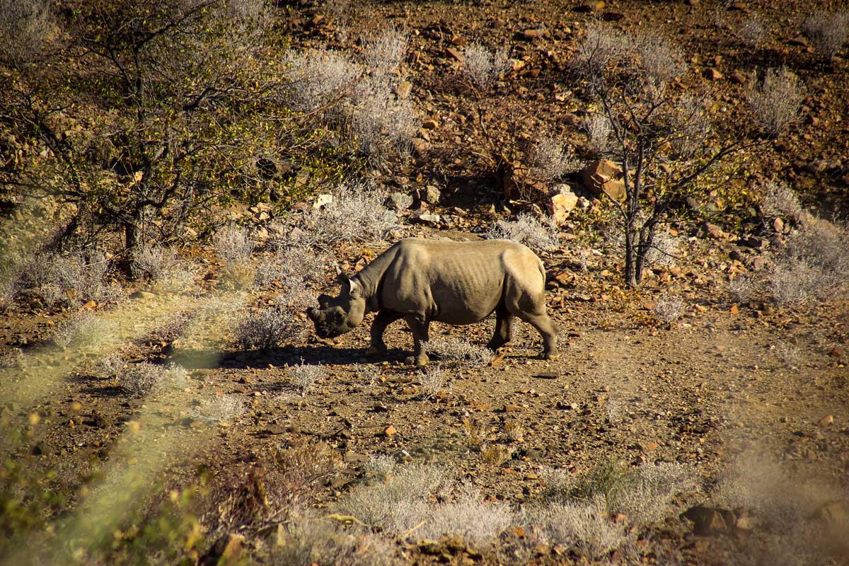 Huab under canvas tracking desert adapted rhino in Namibia, Damaraland, Ultimate Safaris