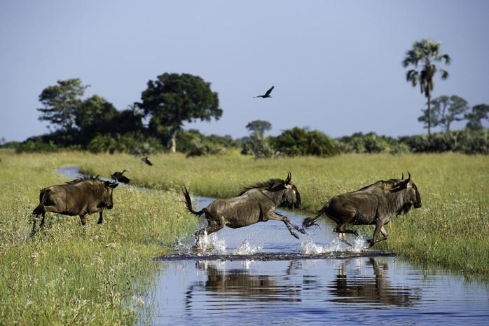 Wildebeest at Jacana Camp, Okavango Delta, Botswana Botswana and Victoria Falls
