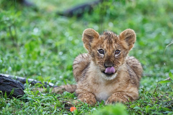 Lion cub at Rekero Camp, Masai Mara, Kenya, Kenya and Zanzibar