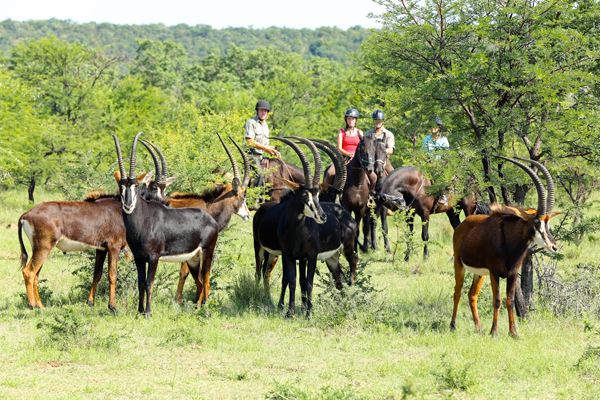 Riders with sable antelope at Ants Nest lodge based day rides