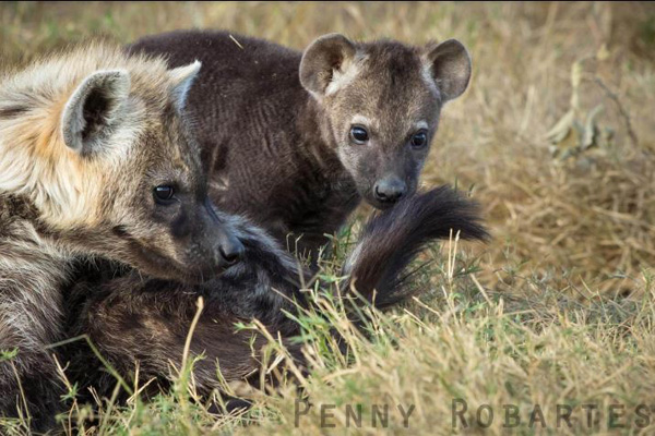Charismatic hyena cubs, Penny Robartes