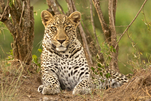 Leopard in the bushveld, Warren Samuels