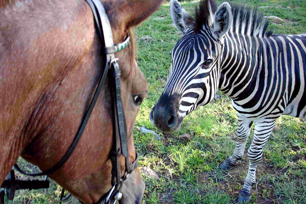 Meeting a zebra at Ants Nest lodge based day rides