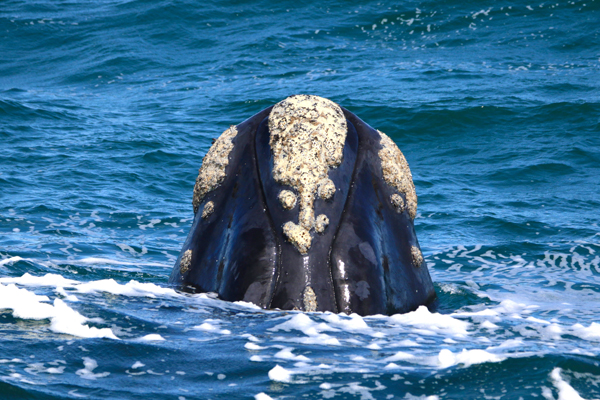 Southern right whale breaching, Hermanus, South Africa © Olly Johnson