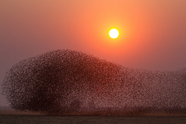 Birds at sunset, Matt Armstrong-Ford