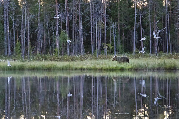 Brown bear reflection, Vartius, Finland ©Olly Johnson