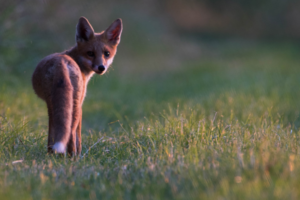 Juvenile fox in the evening light in Oxfordshire, UK ©Olly Johnson