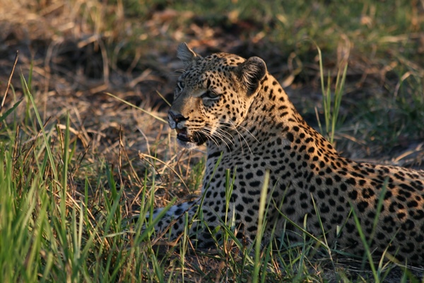 Drumbeat Safaris Leopard near camp Annelies Zonjee-James